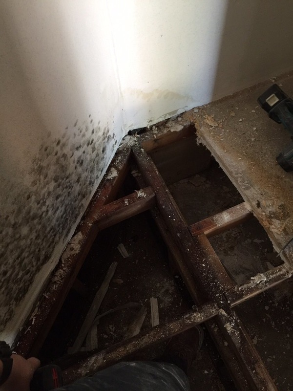 Mold Cleanup San Diego