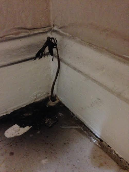 Mold Removal Oceanisde